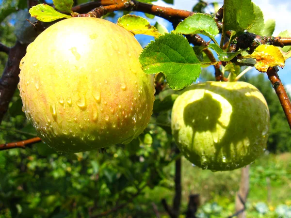 非常においしいと熟したリンゴ — ストック写真