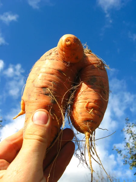 Zanahoria naranja inusual en la mano — Foto de Stock