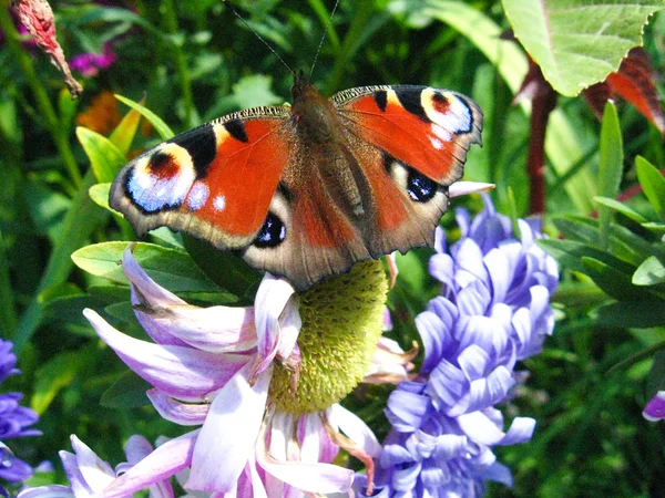 De sierlijke vlinder van peacock oog op de aster — Stockfoto