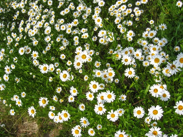 Vackra vita chamomiles — Stockfoto