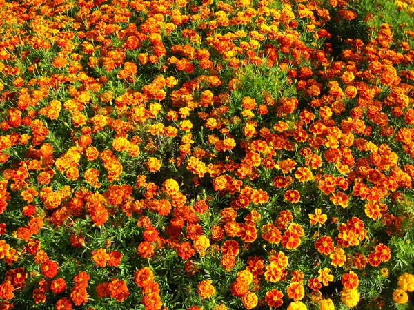 Špatné krásných květů tagetes — Stock fotografie