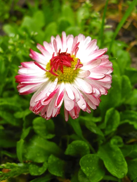 Vacker rosa blomma av en tusensköna — Stockfoto