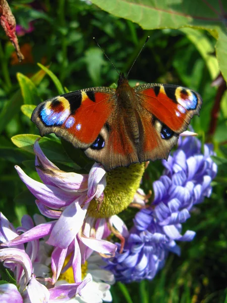 Farfalla di occhio di pavone seduto sul fiore — Foto Stock