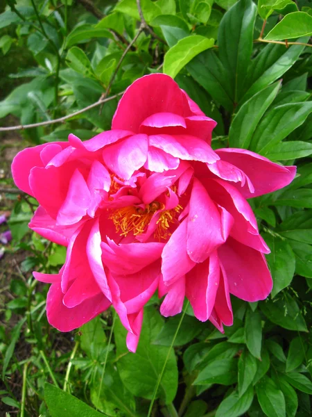 Pion rosa blomma — Stockfoto
