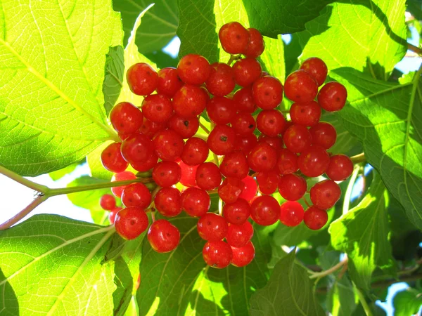 Clusters of a red ripe guelder-rose — Stock Photo, Image