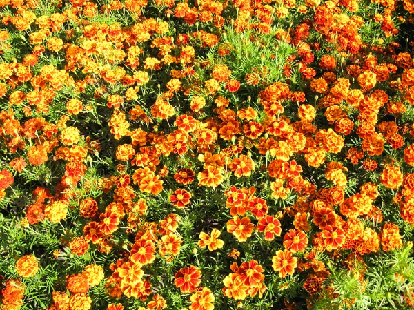 Piękne łóżko kwiatów Aksamitka — Zdjęcie stockowe