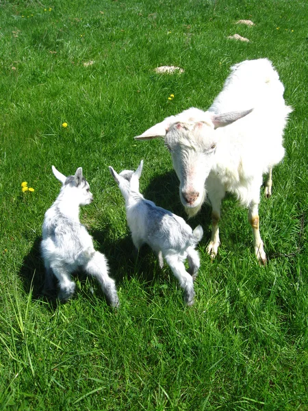 Dişi keçi ve iki çocuğu — Stok fotoğraf