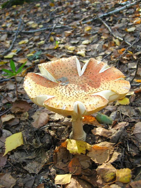 Beautiful red fly agaric in the forest — Stock Photo, Image