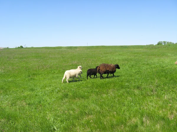 Sheeps grazing on a grass — Stock Photo, Image