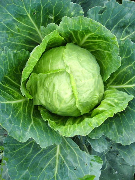 Big head of green cabbage — Stock Photo, Image