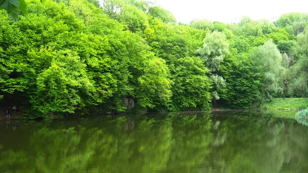 Lago pitoresco na floresta — Fotografia de Stock