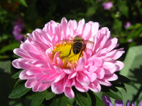 Een kleine honingbij op de roze mooie aster — Stockfoto