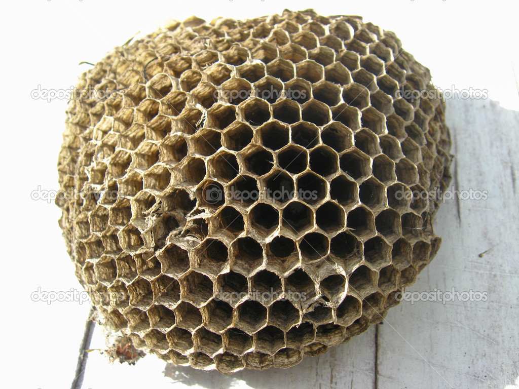 The nest of wasps