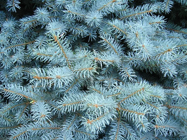 Blaue Zweige einer jungen Tanne — Stockfoto