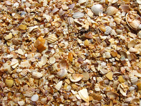Fundo de areia e cockleshells — Fotografia de Stock