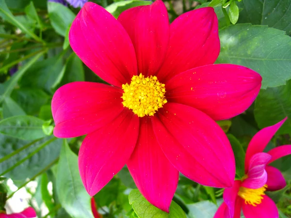 Piękny kwiat czerwonej dahlii — Zdjęcie stockowe