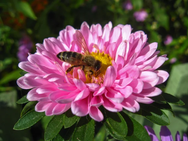 De honingbij zittend op de aster — Stockfoto