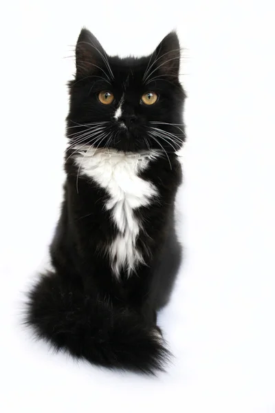 Η μαύρη γάτα που απομονώνονται σε λευκό φόντο — Φωτογραφία Αρχείου