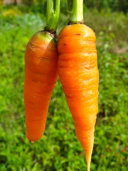 A pair of pulled out carrots — Stock Photo, Image
