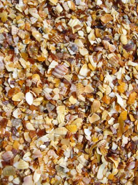 kum ve cockleshells arka plan