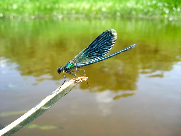 Dark blue dragonfly sitting above water — Stock Photo, Image
