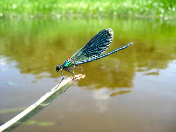 Dunkelblaue Libelle sitzt über Wasser — Stockfoto