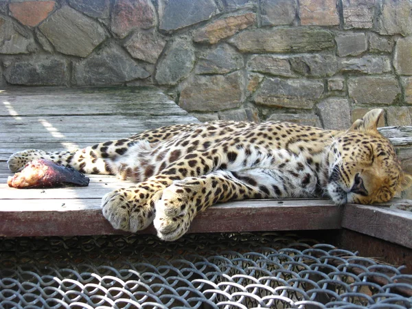 O leopardo adormecido e o pedaço de carne perto dele — Fotografia de Stock