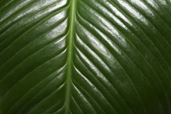 El fondo muy insólito de la hoja — Foto de Stock