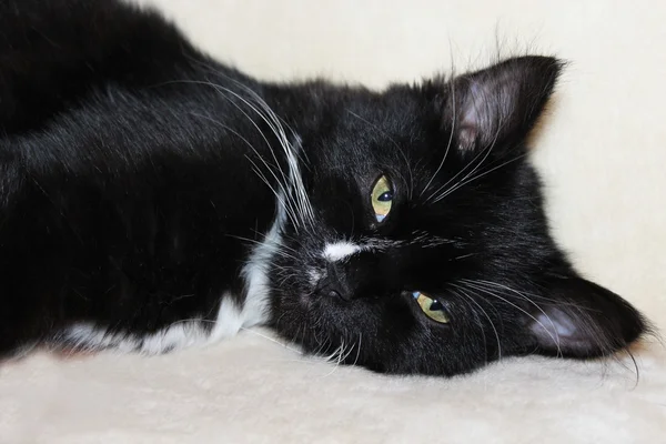 The black cat sleeps on a sofa — Stock Photo, Image