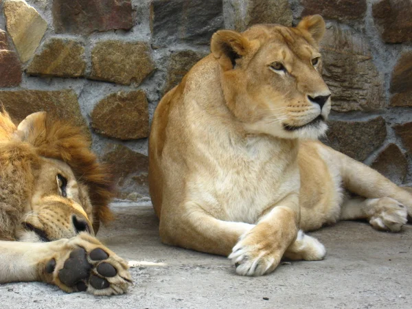 Lion et une lionne se reposent. — Photo
