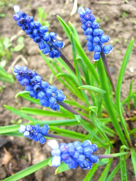Gyönyörű kék virágot muscari — Stock Fotó