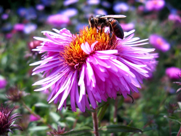 Aster üzerinde oturan arı — Stok fotoğraf