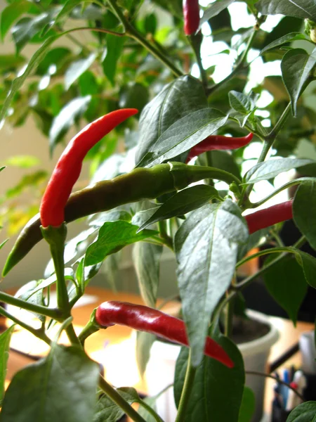 Pimienta decorativa madura roja — Foto de Stock