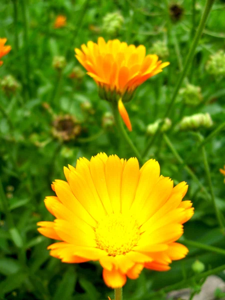 Красивый цветок желтого календаря — стоковое фото
