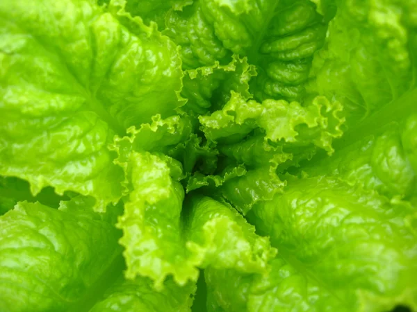 Green leaves of useful lettuce — Stock Photo, Image