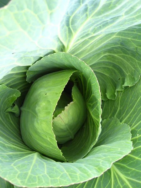 Big head of green cabbage — Stock Photo, Image
