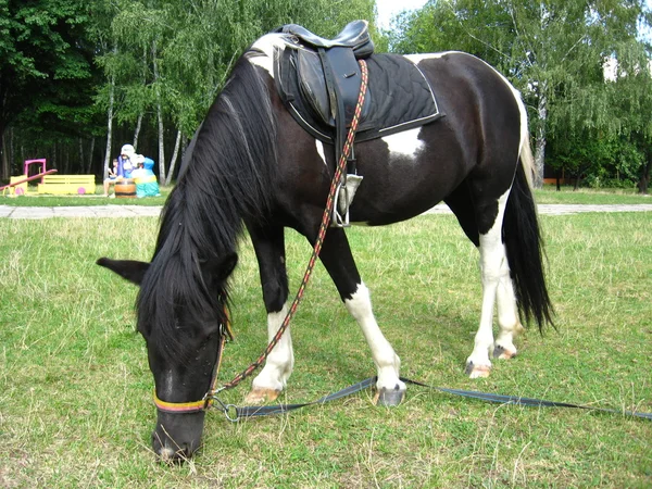 Svarta och vita ponny med en sadel — Stockfoto