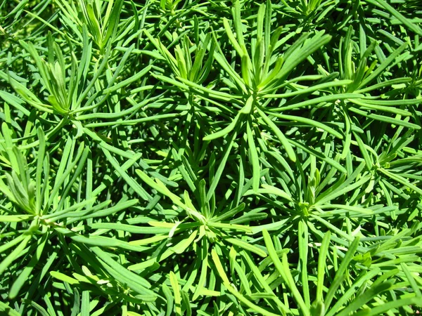 Grüner vegetativer Hintergrund — Stockfoto