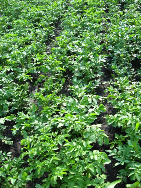 Kitchen garden of the ascended potato — Stock Photo, Image