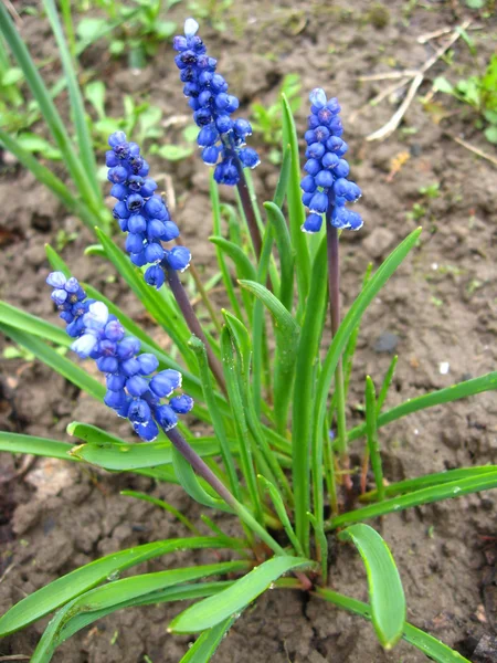 Quelques belles fleurs bleues de muscari — Photo