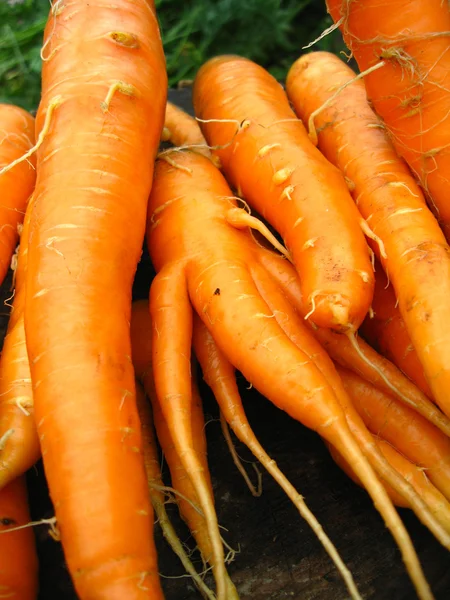 A bunch of carrots — Stock Photo, Image