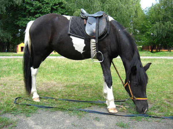 Poney noir et blanc avec une selle — Photo