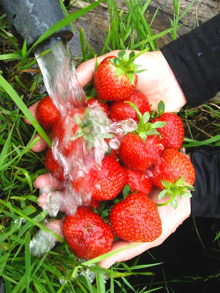 新鲜草莓的洗涤 — 图库照片