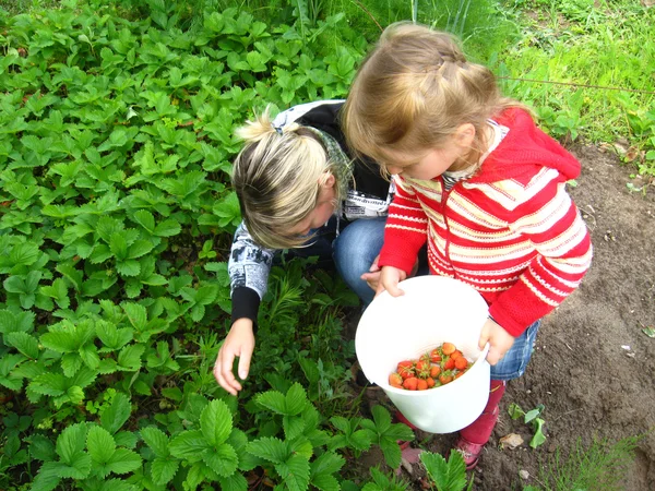 Mère et fille ramassent une fraise mûre sur un lit — Photo