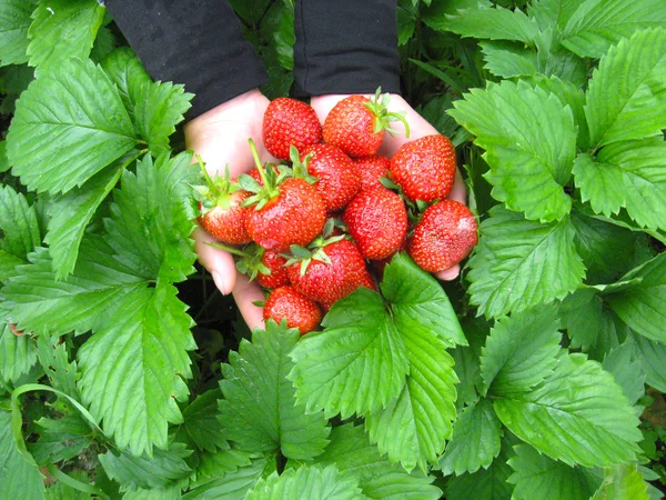 Palmen vol aardbeien — Stockfoto