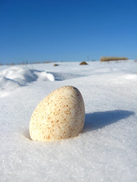 Truthahn-Ei im Schnee — Stockfoto