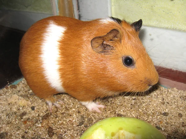 Beautiful brown guinea-pig — Stock Photo, Image