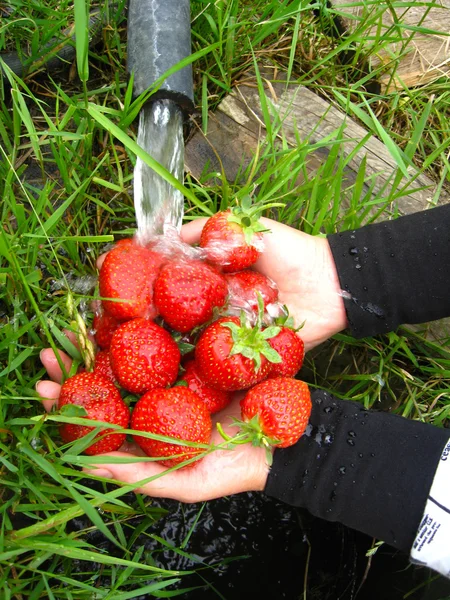 新鲜草莓的洗涤 — 图库照片