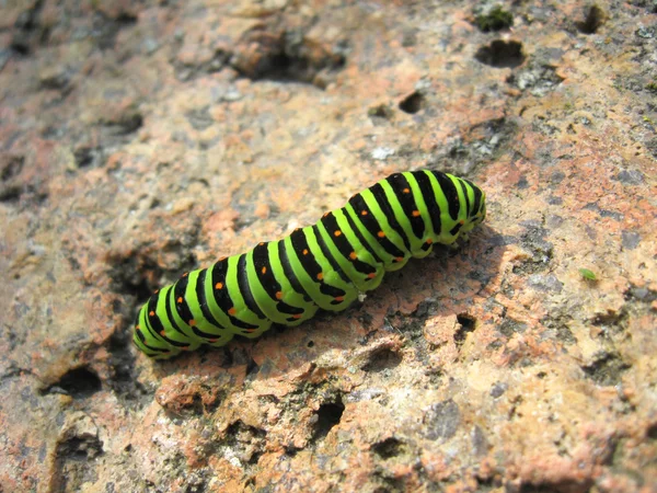 Caterpillar of the butterfly machaon on the stone — Stock Photo, Image