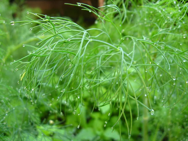 Fennel growing on a bed — Stock Photo, Image